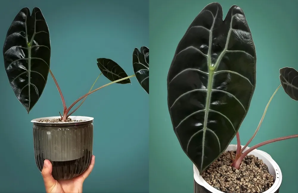 Phân loại theo mục đích trồng (nội thất – sưu tầm – cảnh quan)