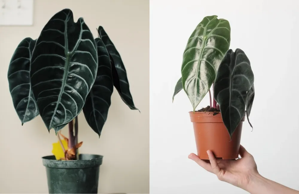 Giai đoạn sinh trưởng – ổn định lá và dáng cây