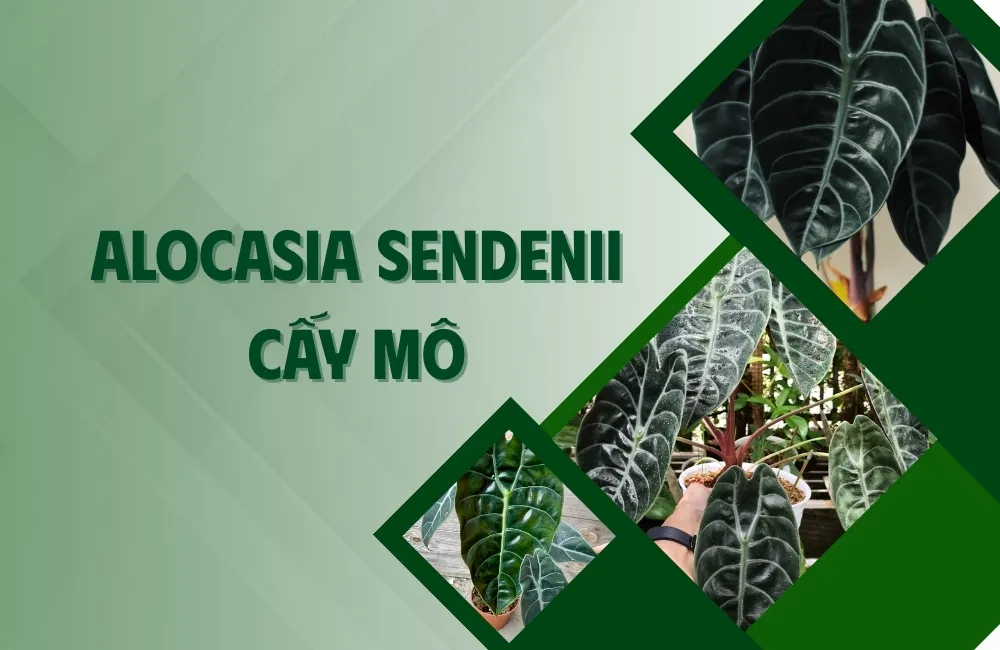 Tổng quan về cây Alocasia Sendenii cấy mô