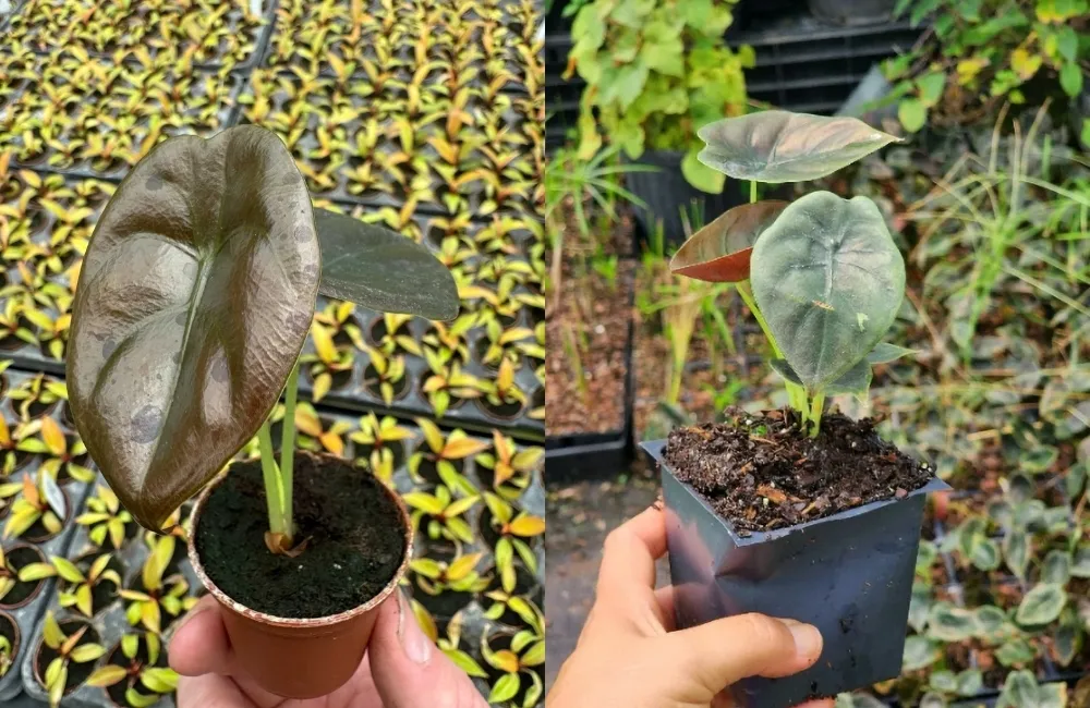 Các dòng và nhóm Alocasia Cuprea phổ biến hiện nay