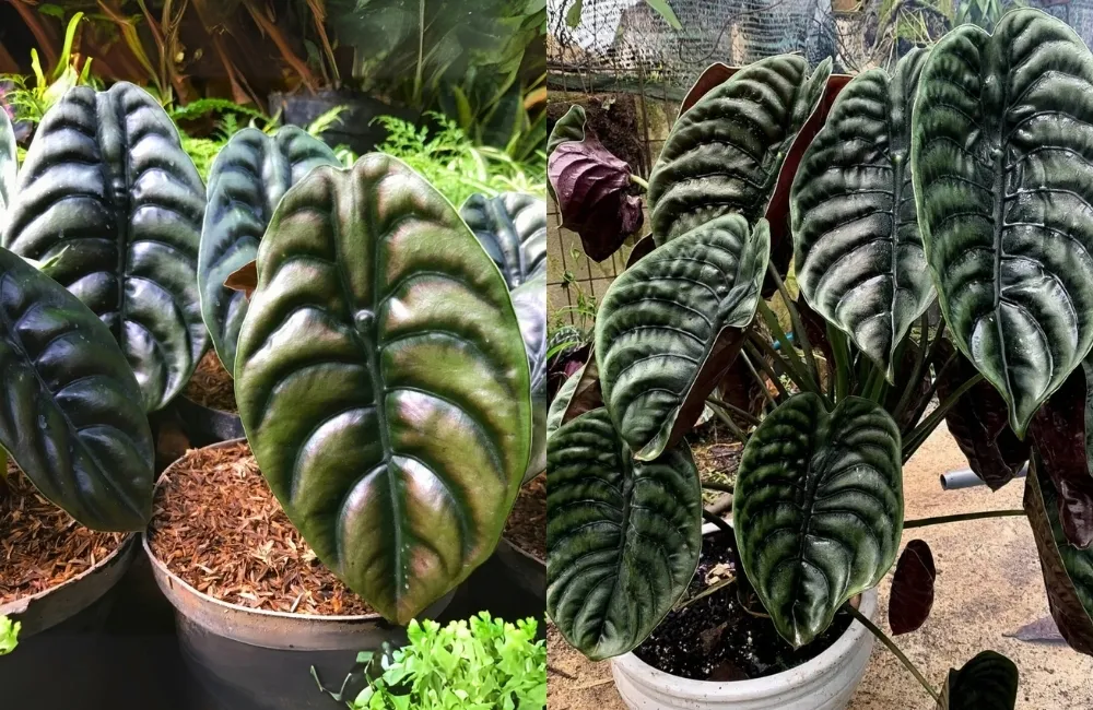 Giai đoạn sinh trưởng – giữ màu lá ánh đồng