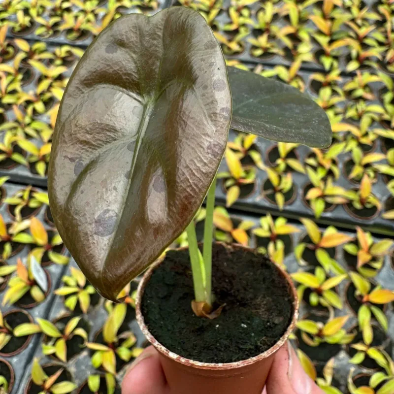 Alocasia Cuprea Cấy Mô