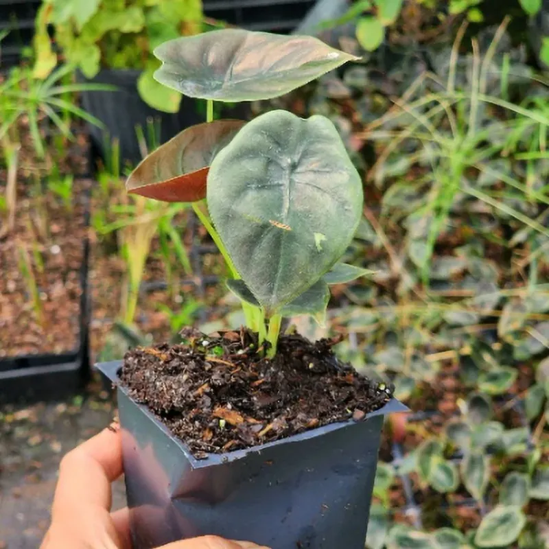 Môn Rồng Đỏ cấy mô