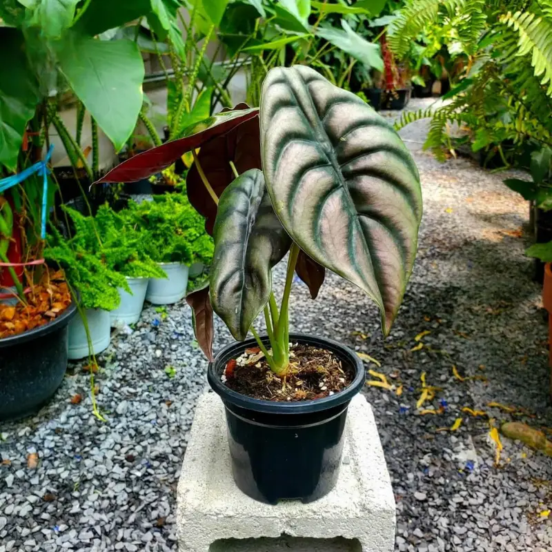 Alocasia Cuprea Cấy Mô