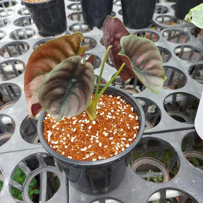 Alocasia Cuprea Cấy Mô - Ảnh 4