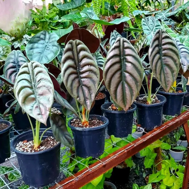 Alocasia Cuprea Cấy Mô - Ảnh 5
