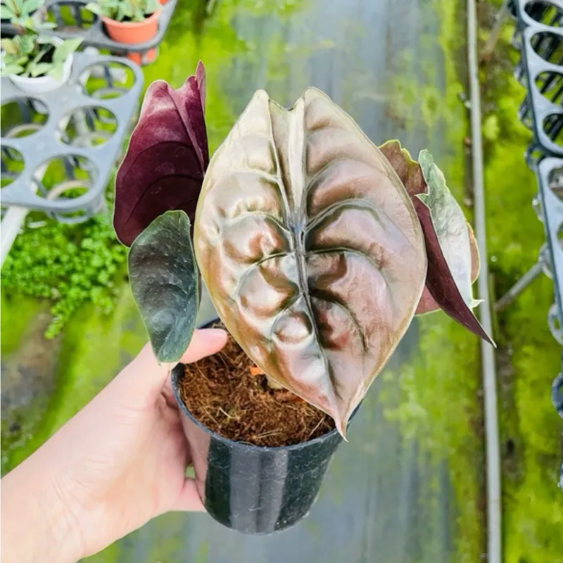 Alocasia Cuprea Cấy Mô