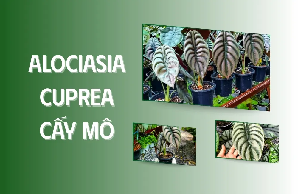 Tổng quan về cây Alocasia Cuprea Cấy Mô
