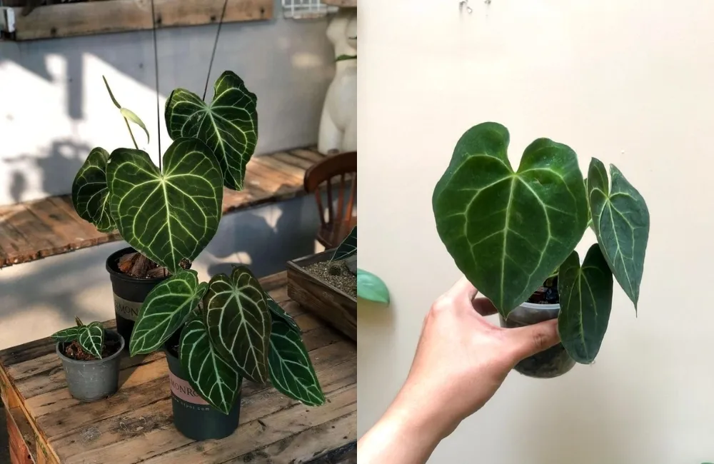 Nhiệt độ – ánh sáng – độ ẩm thích hợp