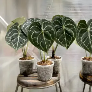 Anthurium Clarinervium Cấy Mô