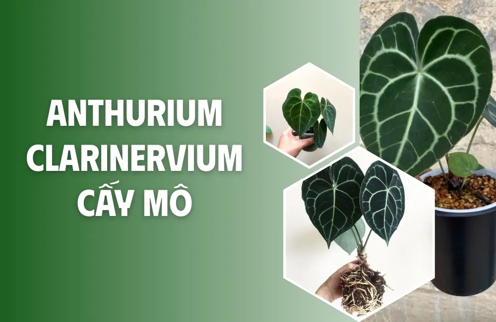 Tổng quan về cây Anthurium Clarinervium Cấy Mô
