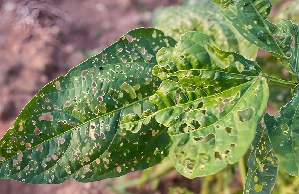 Bệnh nấm lá – thân cây đàn hương