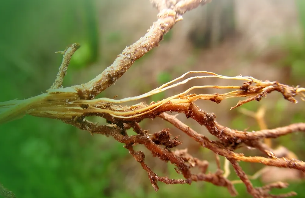 Bệnh cây đàn hương