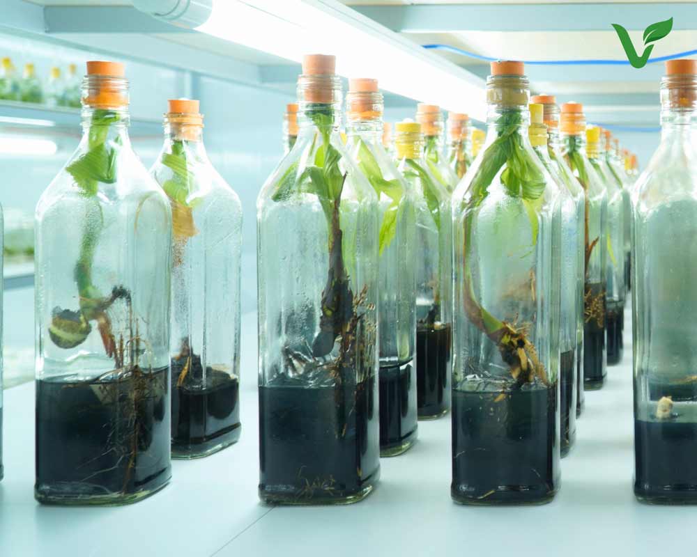 cách chọn giống sừa sáp