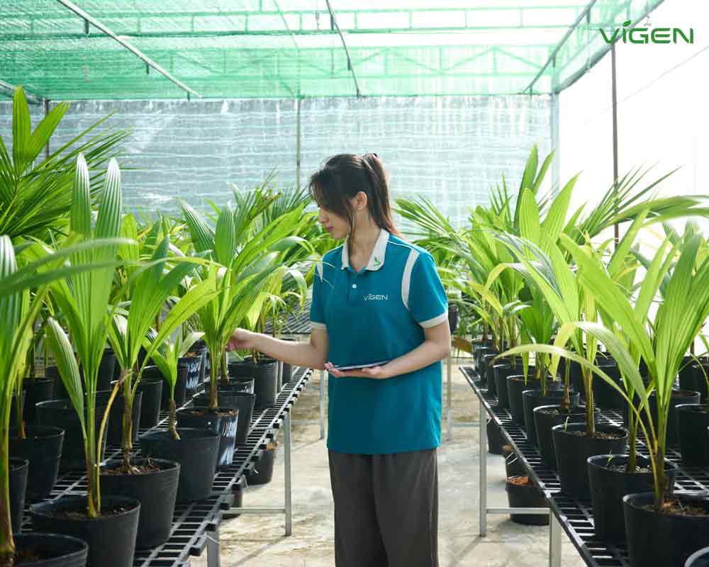 cách chọn giống dừa sáp