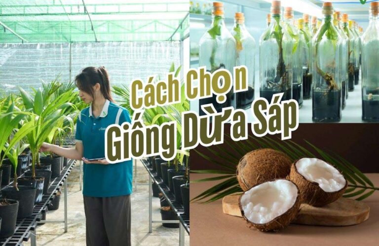 Dừa sáp có mấy loại? Cách chọn giống dừa sáp để trồng đạt năng suất cao
