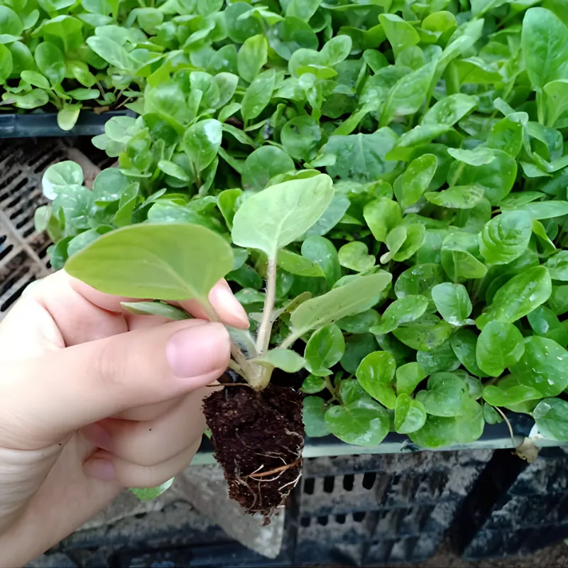 Cây cúc đồng tiền cấy mô