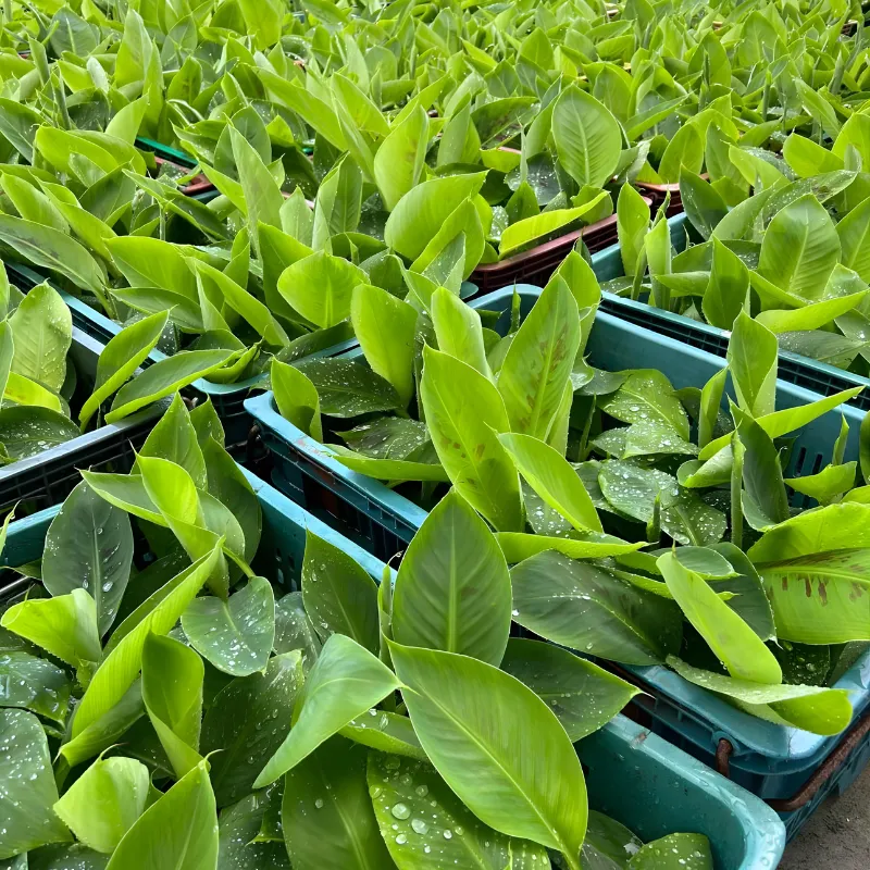 Chuối Bàn Tay Phật Cấy Mô