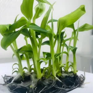 Chuối bàn tay phật cấy mô