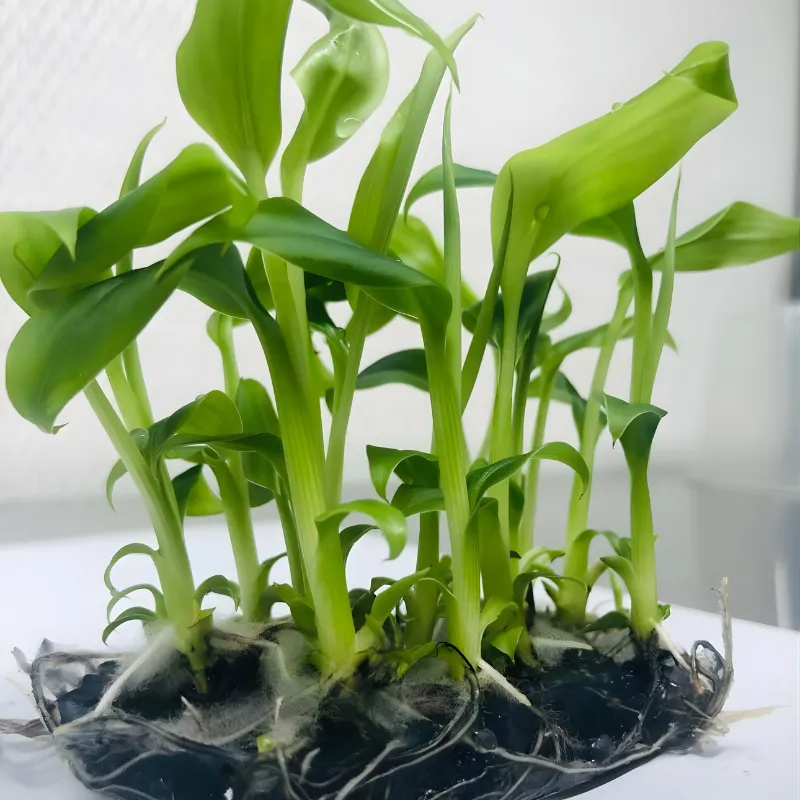 Chuối Bàn Tay Phật Cấy Mô
