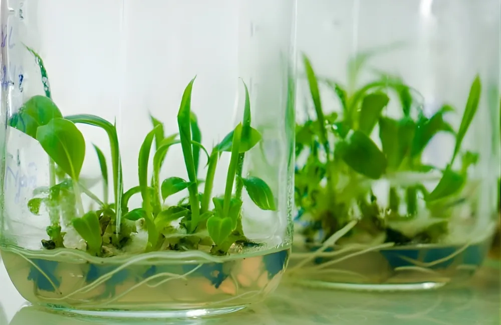 Cách chọn Chuối Cấy Mô đạt chuẩn, dễ trồng, năng suất cao