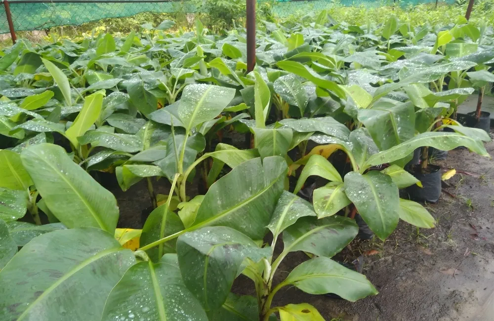 Vì sao nên chọn Chuối Cấy Mô tại ViGen?