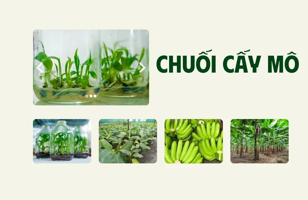 Chuối cấy mô