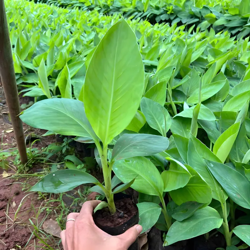 Nhân giống chuối già nam mỹ cấy mô