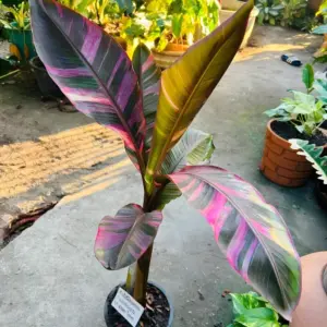 Chuối Hồng Musa Nono Pink Var cấy mô