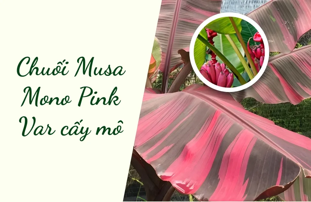 Tổng quan về cây Chuối Hồng Musa Nono Pink Var cấy mô