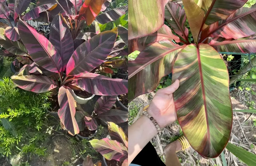 Các dòng và nhóm Chuối Hồng Musa Nono Pink Var Cấy Mô phổ biến