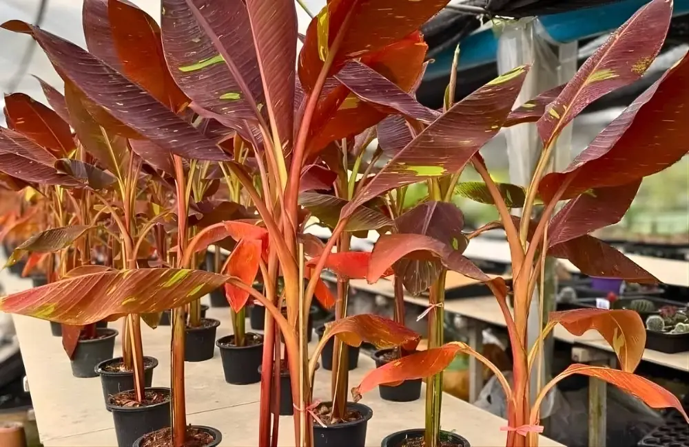 Tổng quan kỹ thuật trồng và chăm sóc Chuối Hồng Musa Nono Pink Var Cấy Mô