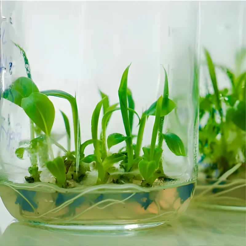 Chuối Laba Cấy Mô