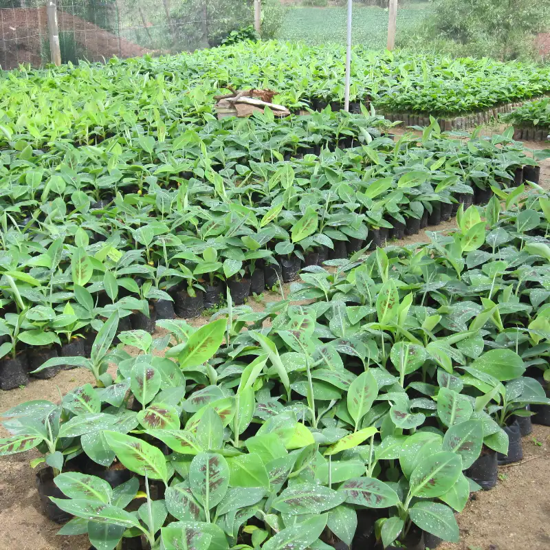 Chuối Laba Cấy Mô - Ảnh 3