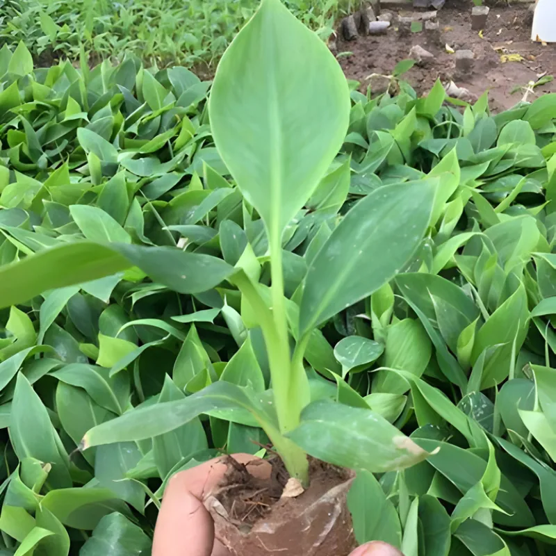 chuối laba cấy mô
