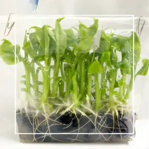 chuối laba cấy mô