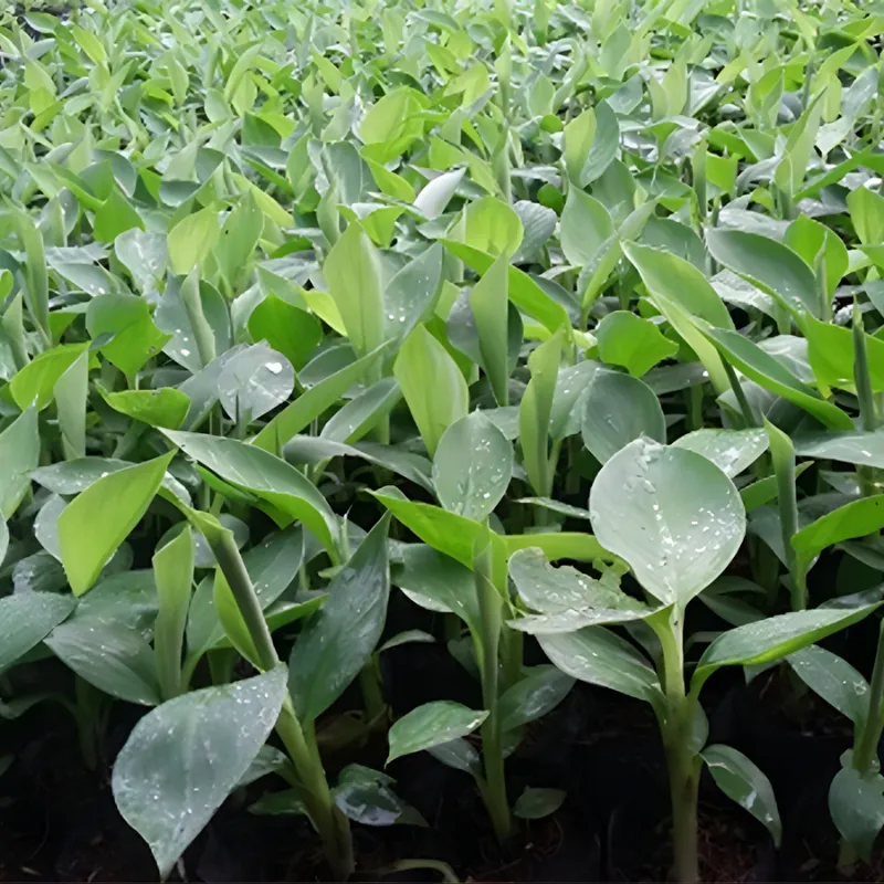 Chuối Laba cấy mô