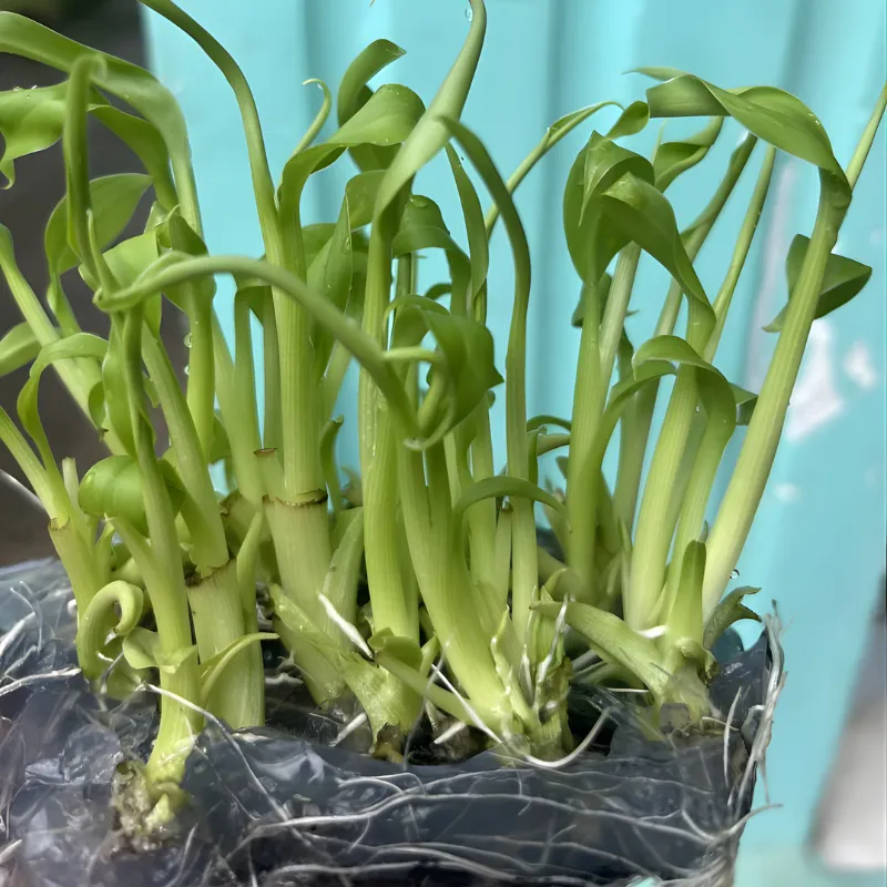 chuối laba cấy mô