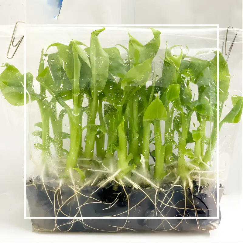 Chuối Laba Cấy Mô