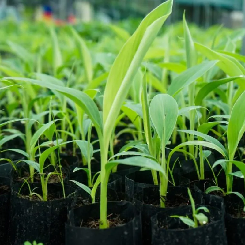 Chuối già nam mỹ cấy mô tại ViGen