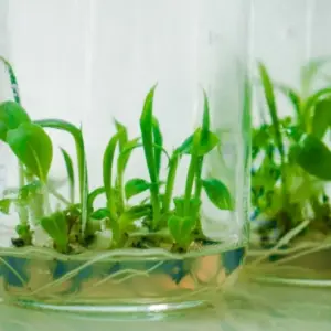 Chuối tiêu hồng cấy mô