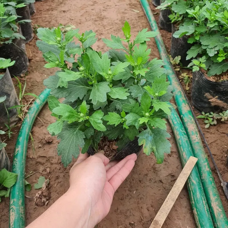 cúc mâm xôi hàn quốc cấy mô