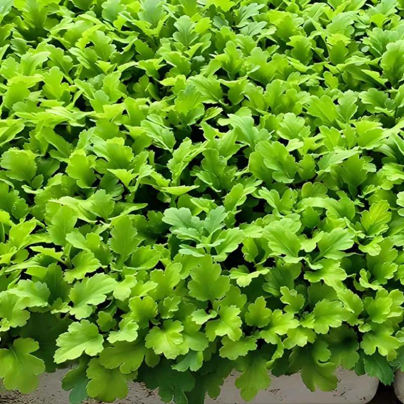 cúc mâm xôi hàn quốc cấy mô