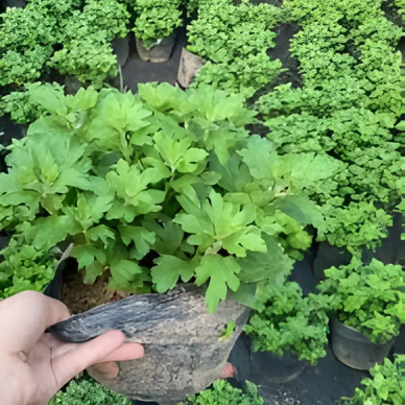 Cúc mâm xôi Hàn Quốc cấy mô