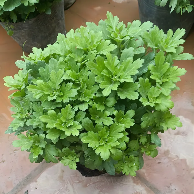 Cúc Mâm Xôi Hàn Quốc cấy mô
