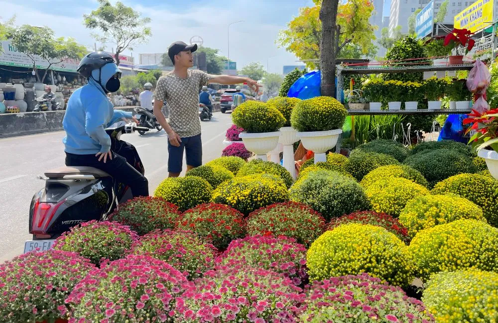 Cúc mâm xôi mini cấy mô