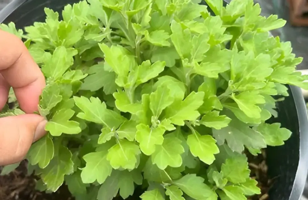 Đặc điểm cúc mâm xôi mini cấy mô