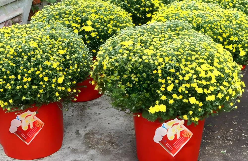 Cúc mâm xôi mini cấy mô