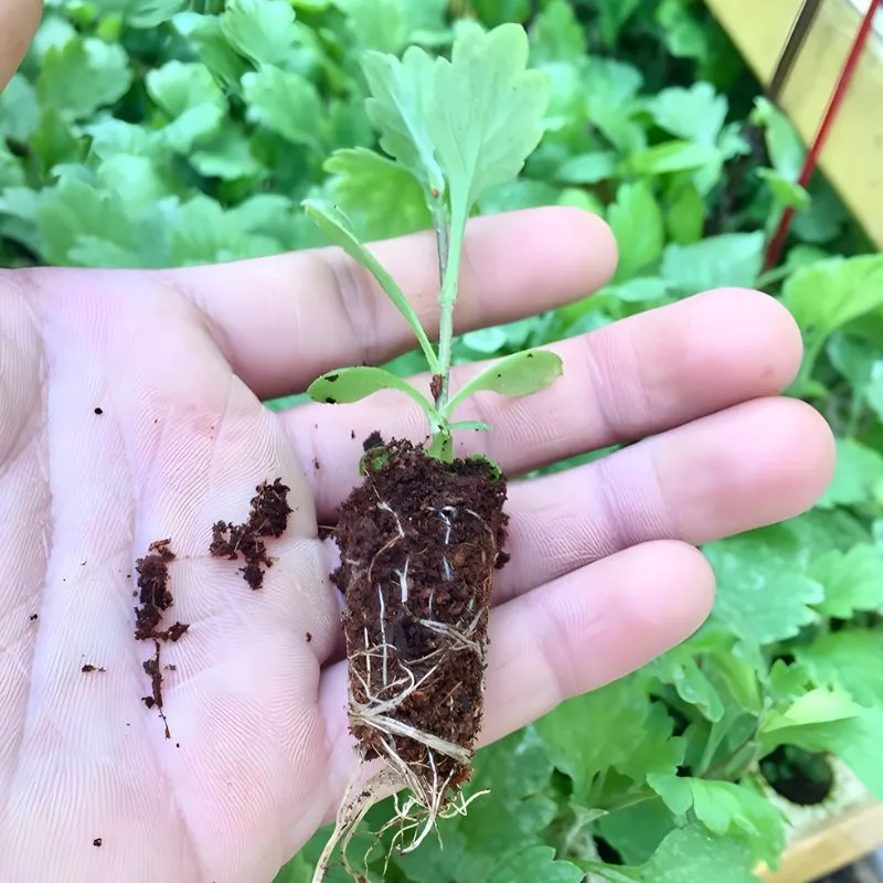 Cúc Mâm Xôi Mini Cấy Mô - Ảnh 2