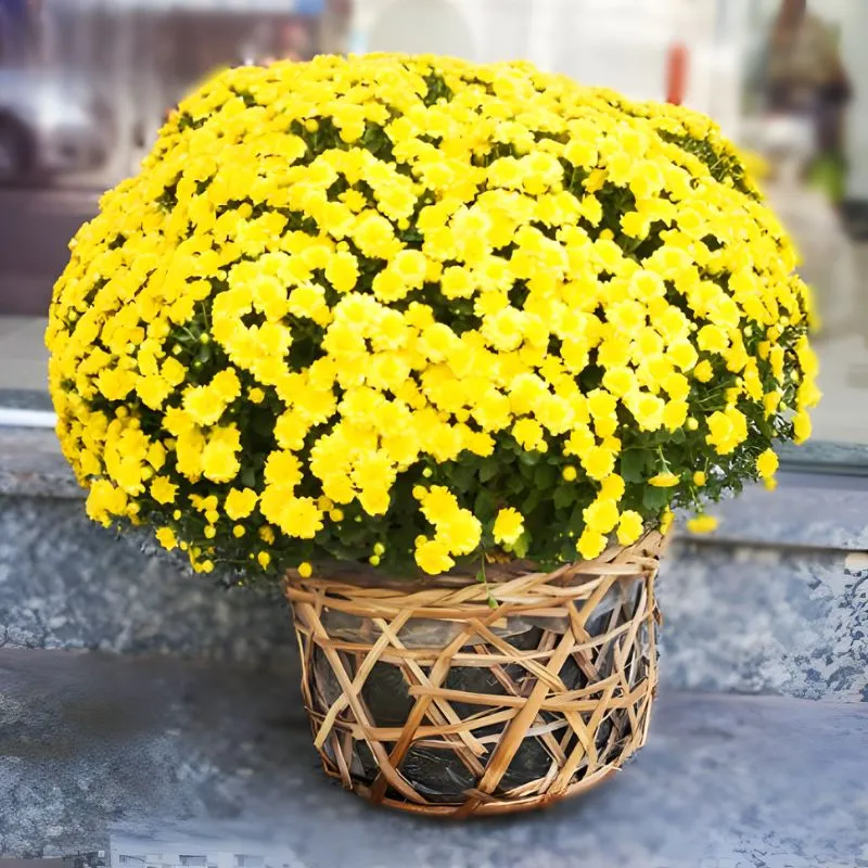 Cúc mâm xôi mini cấy mô